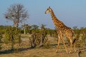060 Zimbabwe, Hwange NP, giraf